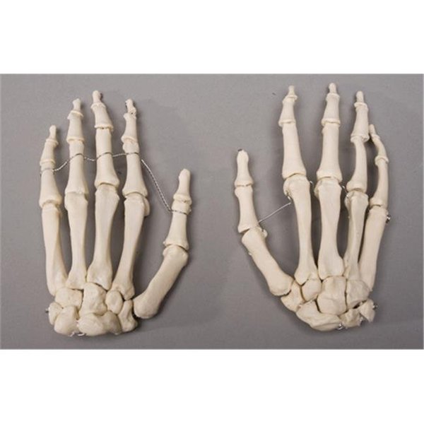 Skeletons And More Skeletons and More SM376D Skeleton Hands  Left and Right SM376D